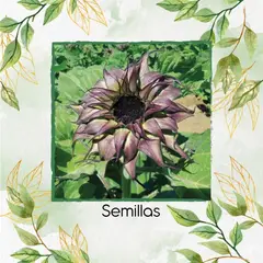 GENERICO - 100 Semillas De Girasol Sunfill Purple Híbrido F1
