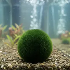 GENERICO - Marimo Moss Ball Planta Acuática Natural Cultivada Edad 1 Año ¨Pet Plant¨ para Recipiente o Acuario