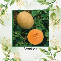 GENERICO - 100 Semillas De Melón Olympic Express Híbrido F1