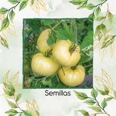 GENERICO - 1.000 Semillas De Tomate Blanco Chef's Choice Híbrido F1