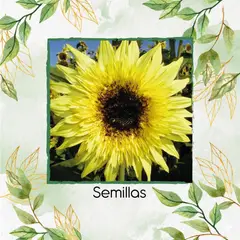 GENERICO - 500 Semillas De Girasol Starburst Lemon Éclair Híbrido F1