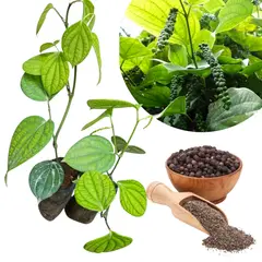 GENERICO - Planta de Pimienta Negra x2