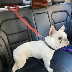 AMERICAN GENERICS - Correa de Seguridad Auto Perro