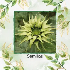 GENERICO - 1.000 Semillas De Girasol SunFill™ Green Híbrido F1