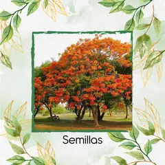 GENERICO - 6.000 Semillas De Árbol Tulipán Africano