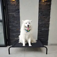 INDUHOGAR - Cama elevada para perros en tubo y lona antifluidos talla L