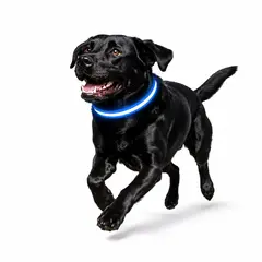 GENERAL - Collar para Perro con Luz LED Recargable USB Azul Talla M