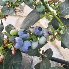 GENERICO - Planta de Arandano biloxi pack x 2 unidades por Semilla