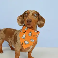 WAWAW - Pañoleta M naranja fantasmas Halloween 2026