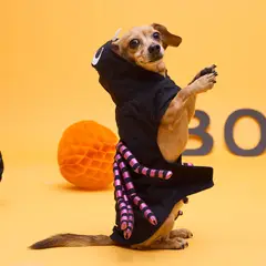 YAMP - Disfraz para Perro de Araña