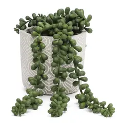 MICA - Planta 12 x 9 cm