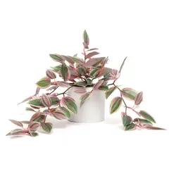 MICA - Planta 25 x 10 cm