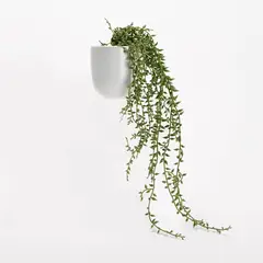 MICA - Planta Poliestireno 50cm x 15cm