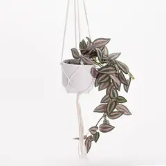 MICA - Planta Caucho 61cm x 20cm