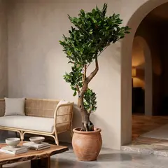 MICA - Planta Ficus 190cm