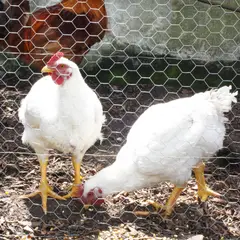 COLMALLAS - Malla Gallinero 1-1/4Pulg 1.50X10m