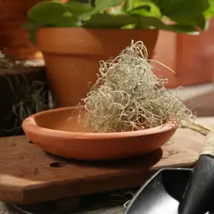 DISTRIRAQUIRA - Plato Para Matera Arcilla Redondo 16cm Terracota