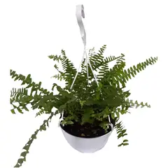 DECORPLANTAS - Willy Collection Boston de Interior Diámetro 20cm
