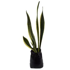 DECORPLANTAS - Lengua De Suegra Grande - Sansevieria De Exterior Diámetro 20 Cm