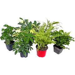 DECORPLANTAS - Miniaturas Variadas De Interior Diámetro 7 Cm