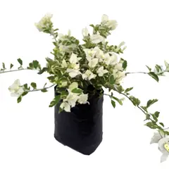 DECORPLANTAS - Buganvil Blanca - Bougainvillea De Exterior Diámetro 18 Cm