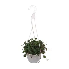 GENERICO - Centavito - Dichondra Repens De Interior Diámetro 17 Cm
