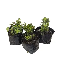 JARDINEROS - Arbol Jade