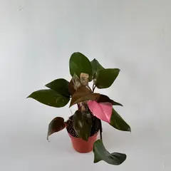 SIN MARCA - Philodendron Luz de Luna