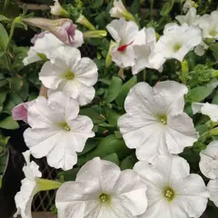 JARDINEROS - Petunia Colgante