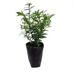 GENERICO - Caballero De La Noche - Cestrum Tomentosum De Exterior Diámetro 25 Cm