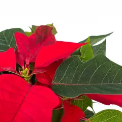 VTN - Flor de Navidad Poinsetia de Interior Diámetro 10 cm Tierra negra