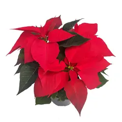 VTN - Flor de Navidad Poinsetia de Interior Diámetro 14 cm Tierra negra