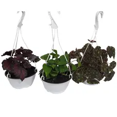 DECORPLANTAS - Willy Collection Variados de Interior Diámetro 20cm