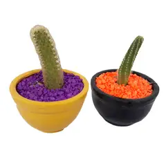 DECORPLANTAS - Cactus Luxury - Cactaceae De Interior Diámetro 10 Cm