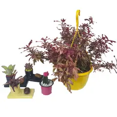 DECORPLANTAS - Colección Nativa Selvática de Interior Diámetro 20cm
