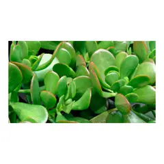 TIERRANEGRA - Hade - Crassula Ovata De Exterior Diámetro 14 Cm