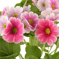 undefined - Primavera Rosada Pequeña- Primula Obconica De Interior Diámetro 14 Cm