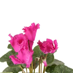 GENERICO - Violeta De Los Alpes Fucsia - Cyclamen Persicum Interior Diámetro 14 Cm
