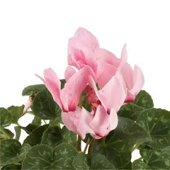 JARDINEROS - Violeta De Los Alpes Rosada - Cyclamen Persicum Interior Diámetro 14 Cm