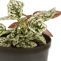 JARDINEROS - Polka - Hypoestes De Interior Diámetro 10 Cm
