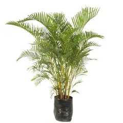 JARDINEROS - Palma Areca De 120 Cm - Dypsis Lutescens De Interior Diámetro 40 Cm