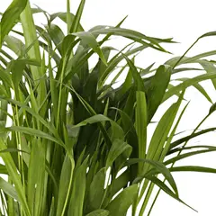 JARDINEROS - Palma Areca De 40 Cm - Dypsis Lutescens De Interior Diámetro 20 Cm