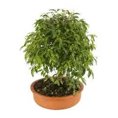 JARDINEROS - Bonsai Guayacan De Manizales De 5 Años - Lafoensia Acuminata De Interior Diámetro 16 Cm