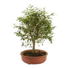 JARDINEROS - Bonsai Guayacan De Manizales De 3 Años - Lafoensia Acuminata De Interior Diámetro 40 Cm