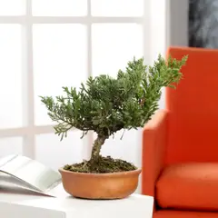 JARDINEROS - Bonsai Pino Rastrero - Juniperus Horizontalis De Interior Diámetro 20 Cm