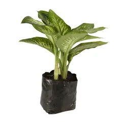 JARDINEROS - Nieve Tropical - Dieffenbachia De Interior Diámetro 35 Cm