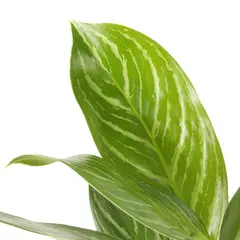 JARDINEROS - Dólar - Aglaonema De Interior Diámetro 30 Cm