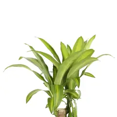 GENERICO - Tronquito De La Felicidad - Dracaena Fragans De Interior Diámetro 30 Cm X 3 Unidades