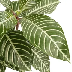 JARDINEROS - Planta Cebra Mediana - Aphelandra De Interior Diámetro 14 Cm