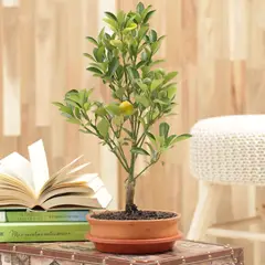 GENERICO - Bonsai Naranjo De 4 Años - Citrofortunella De Interior Diámetro 25 Cm